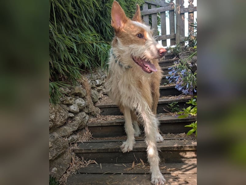 Sanfter Melman wartet auf unserem Tierschutzhof in Portugal!