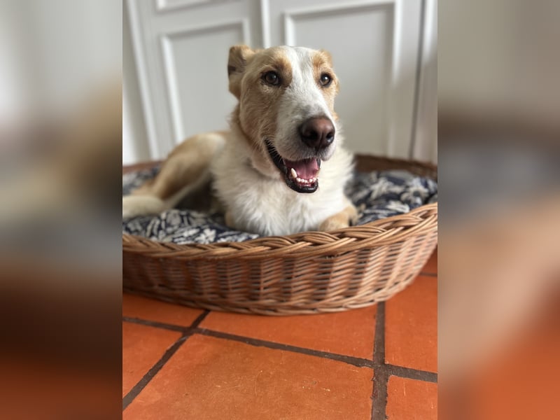 Menschenbezogener Juno wartet in Portugal auf unserem Tierschutzhof