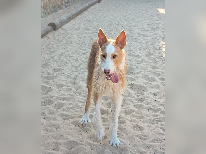 Sanfter Melman wartet auf unserem Tierschutzhof in Portugal!