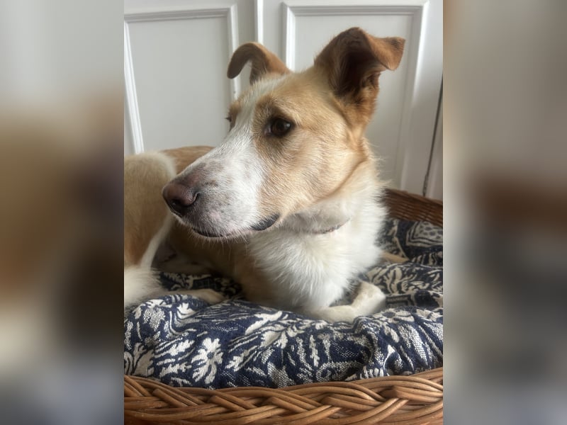 Menschenbezogener Juno wartet in Portugal auf unserem Tierschutzhof