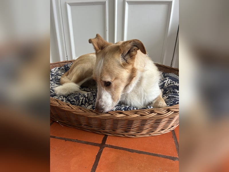 Menschenbezogener Juno wartet in Portugal auf unserem Tierschutzhof