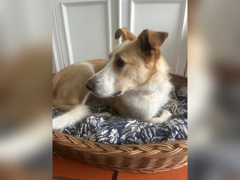 Menschenbezogener Juno wartet in Portugal auf unserem Tierschutzhof