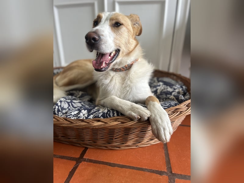 Menschenbezogener Juno wartet in Portugal auf unserem Tierschutzhof