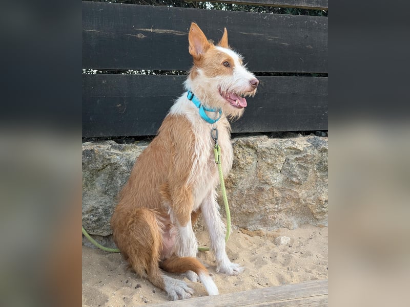 Sanfter Melman wartet auf unserem Tierschutzhof in Portugal!