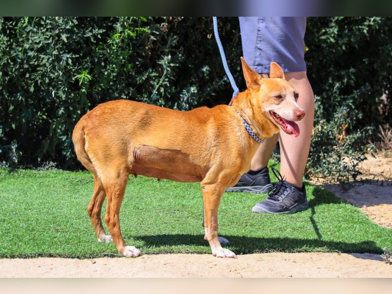 Lady, Podengo-Mix, lieb und verträglich
