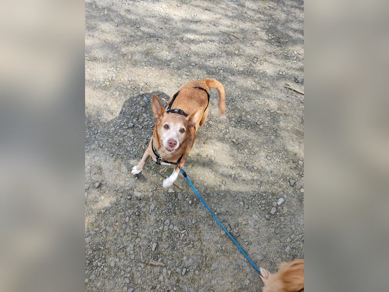 Lady, Podengo-Mix, lieb und verträglich