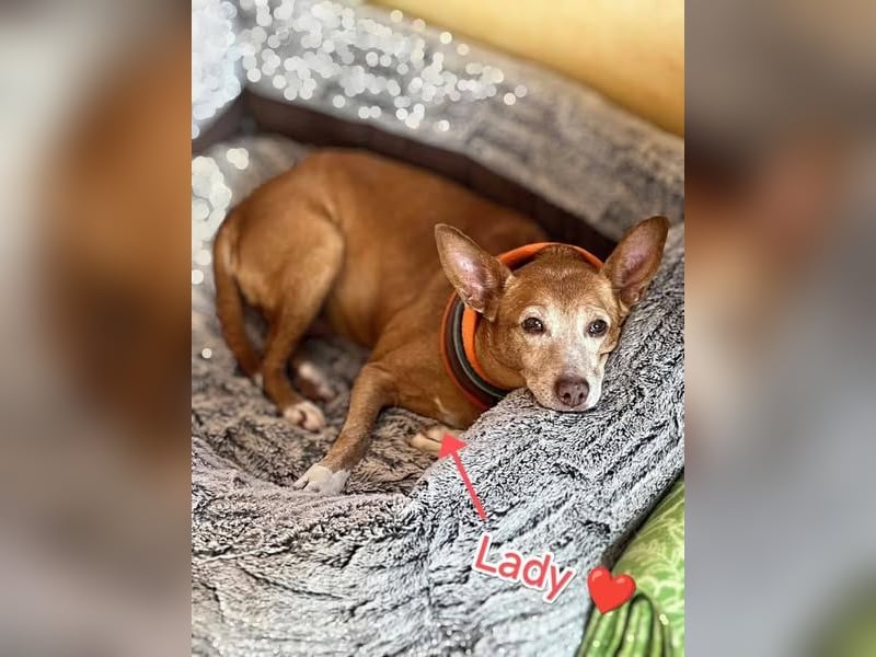 Lady, Podengo-Mix, lieb und verträglich