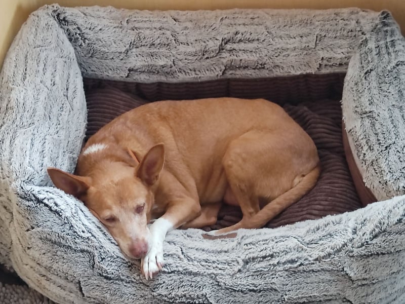 Lady, Podengo-Mix, lieb und verträglich