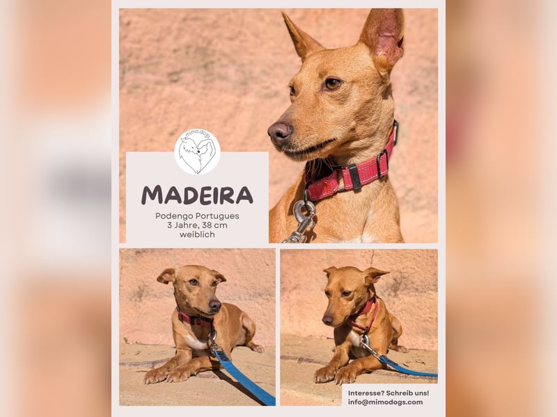 Madeira - lebensfrohe, verschmuste Podengohündin