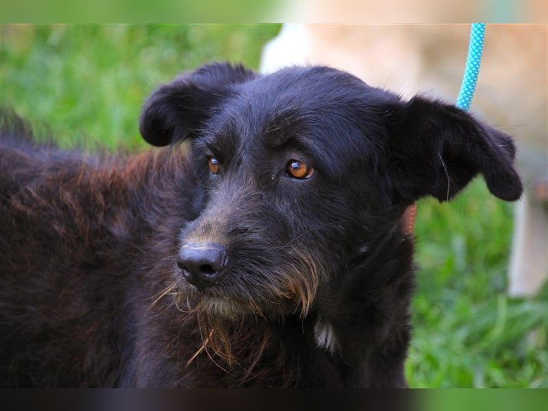 Pony, Mix Podengo / Schnauzer, lieb und verträglich