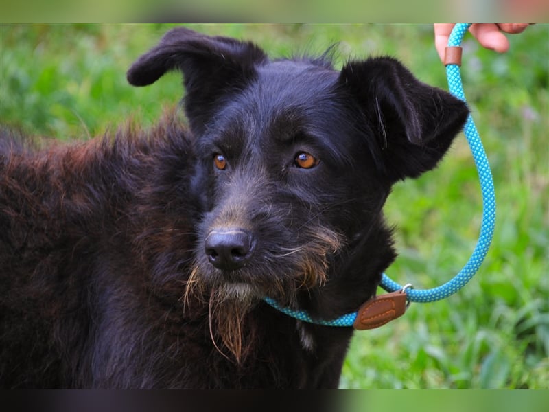 Pony, Mix Podengo / Schnauzer, lieb und verträglich