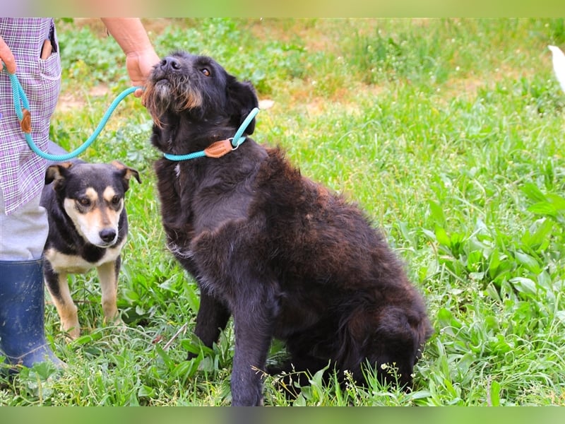 Pony, Mix Podengo / Schnauzer, lieb und verträglich