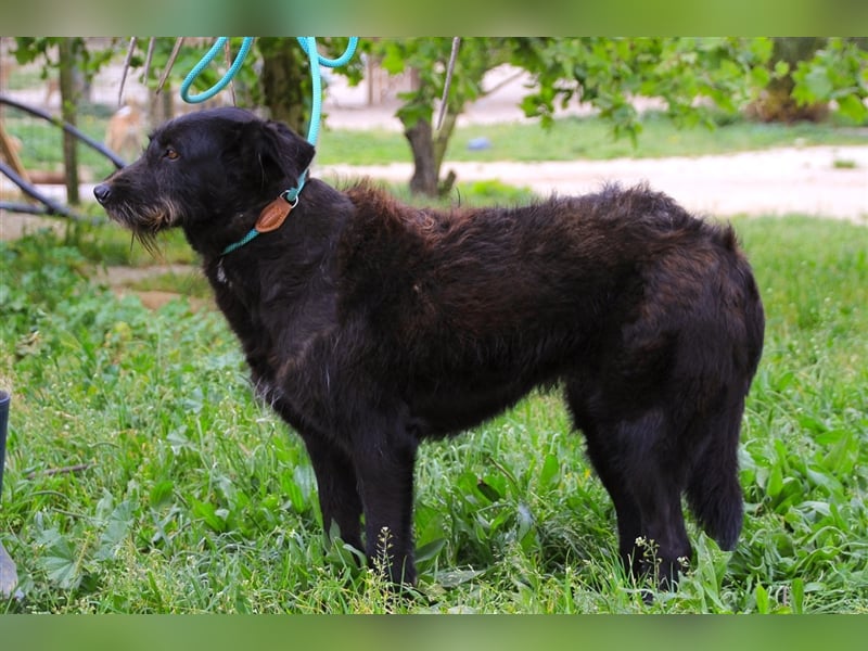 Pony, Mix Podengo / Schnauzer, lieb und verträglich