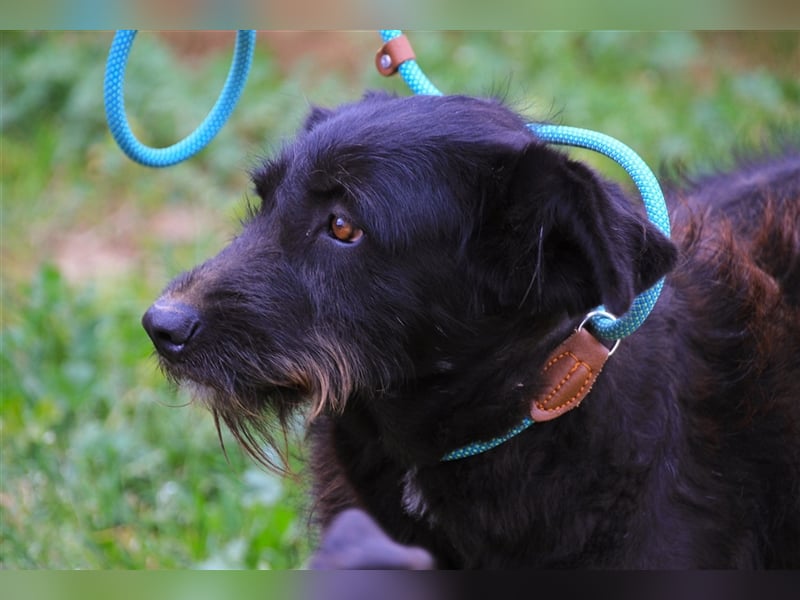Pony, Mix Podengo / Schnauzer, lieb und verträglich