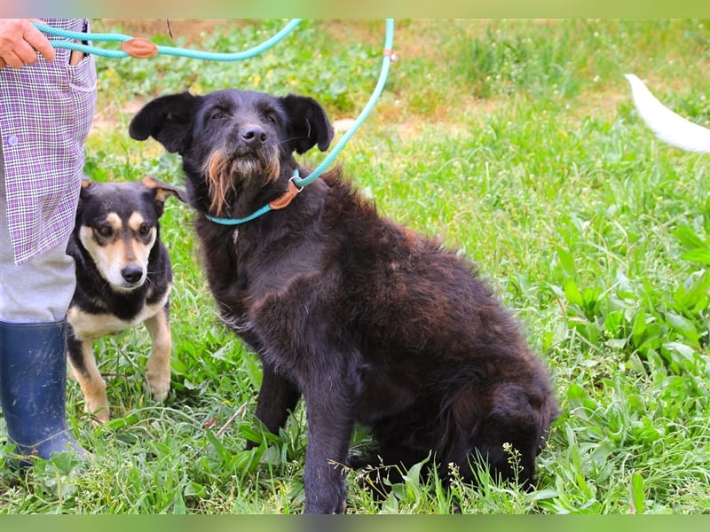 Pony, Mix Podengo / Schnauzer, lieb und verträglich