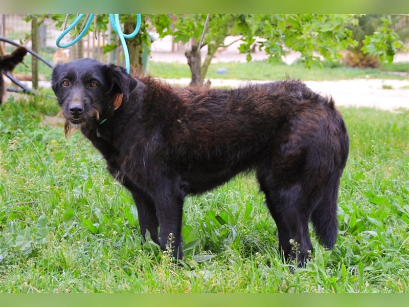 Pony, Mix Podengo / Schnauzer, lieb und verträglich