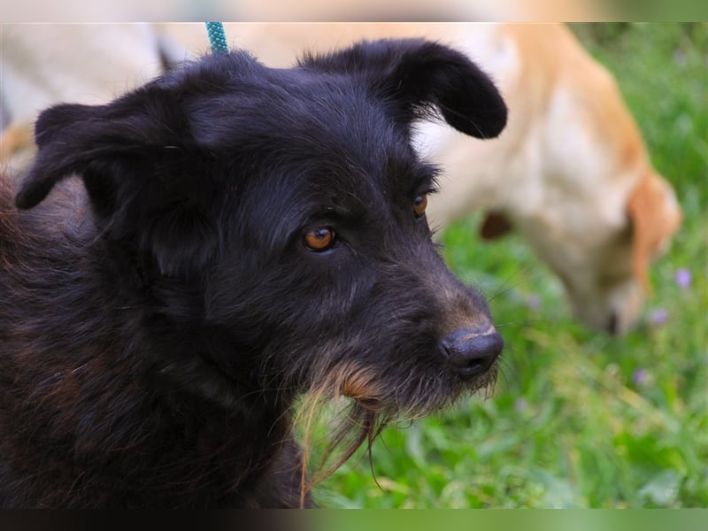 Pony, Mix Podengo / Schnauzer, lieb und verträglich