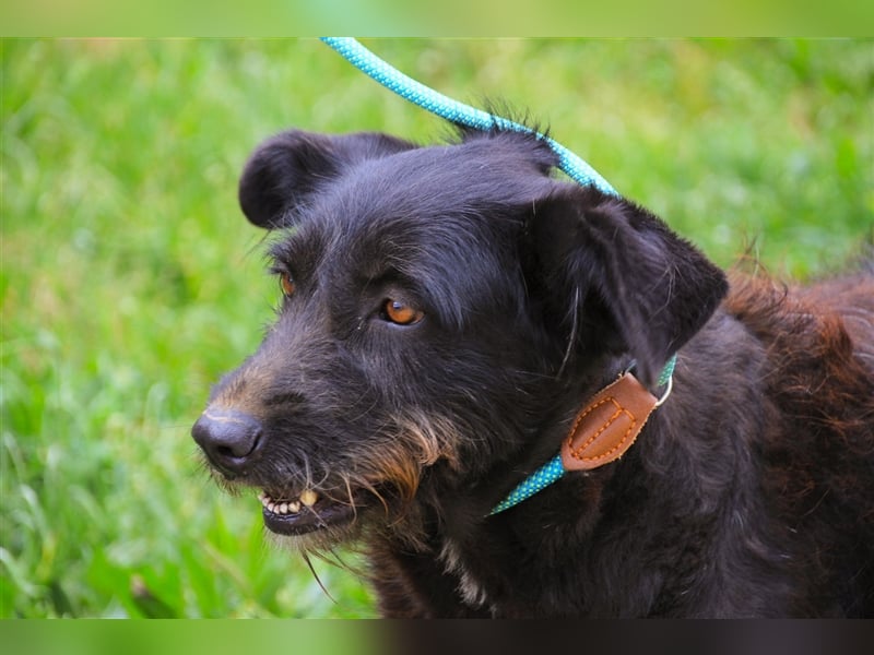 Pony, Mix Podengo / Schnauzer, lieb und verträglich