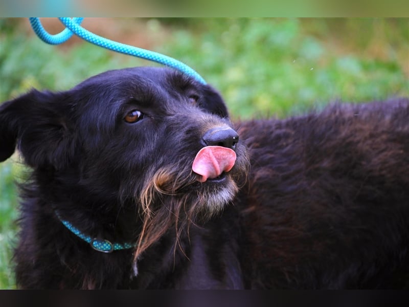 Pony, Mix Podengo / Schnauzer, lieb und verträglich