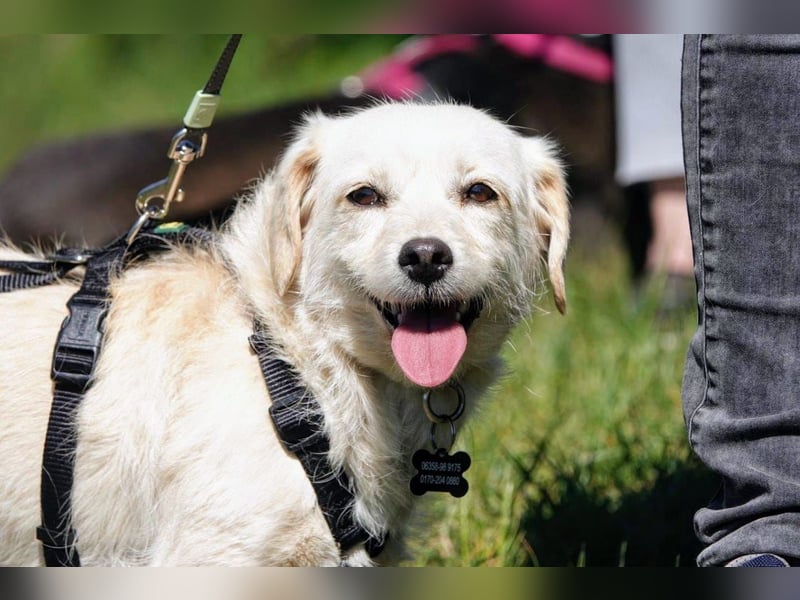 Babette, Mix Podengo / Terrier, lieb und verträglich