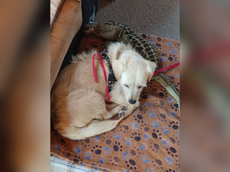 Babette, Mix Podengo / Terrier, lieb und verträglich