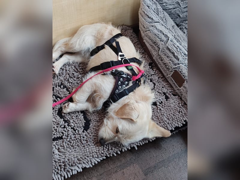 Babette, Mix Podengo / Terrier, lieb und verträglich