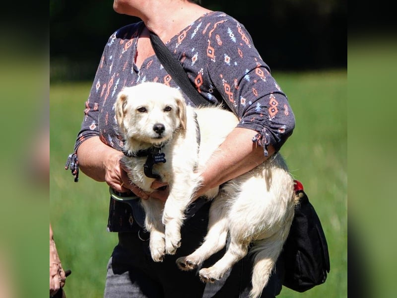 Babette, Mix Podengo / Terrier, lieb und verträglich