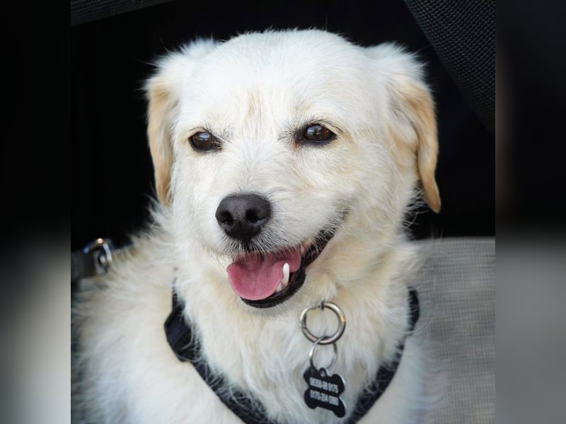 Babette, Mix Podengo / Terrier, lieb und verträglich