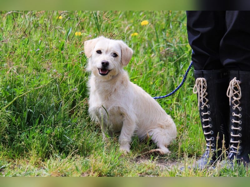 Babette, Mix Podengo / Terrier, lieb und verträglich