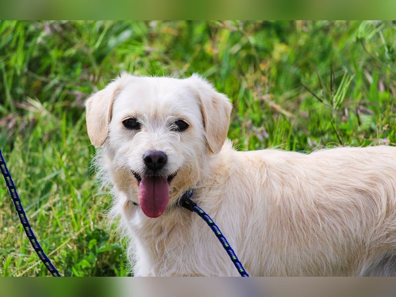Babette, Mix Podengo / Terrier, lieb und verträglich