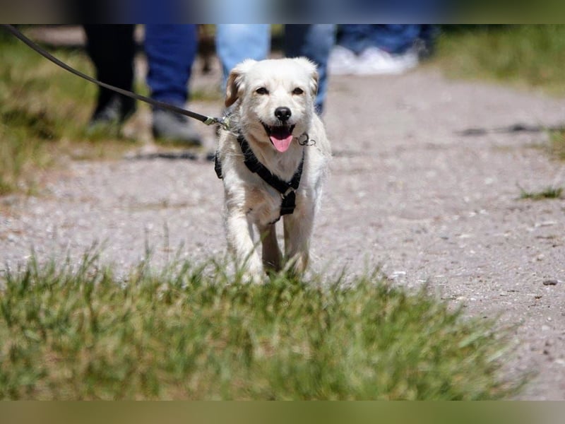 Babette, Mix Podengo / Terrier, lieb und verträglich
