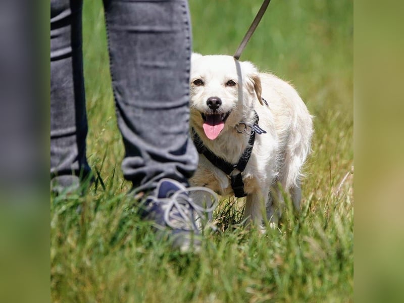 Babette, Mix Podengo / Terrier, lieb und verträglich