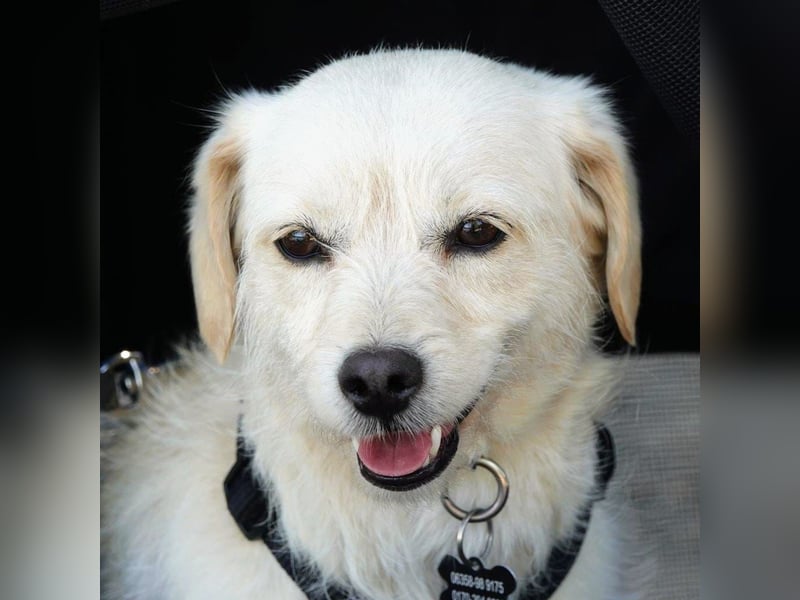Babette, Mix Podengo / Terrier, lieb und verträglich