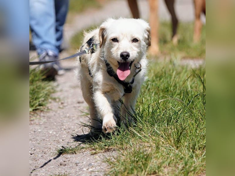Babette, Mix Podengo / Terrier, lieb und verträglich