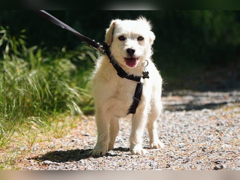 Babette, Mix Podengo / Terrier, lieb und verträglich
