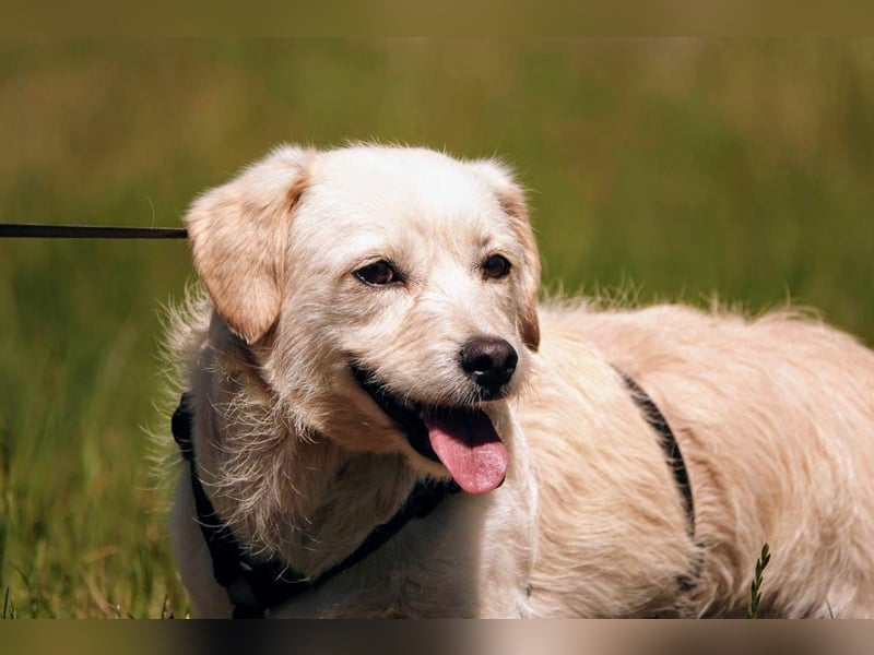 Babette, Mix Podengo / Terrier, lieb und verträglich
