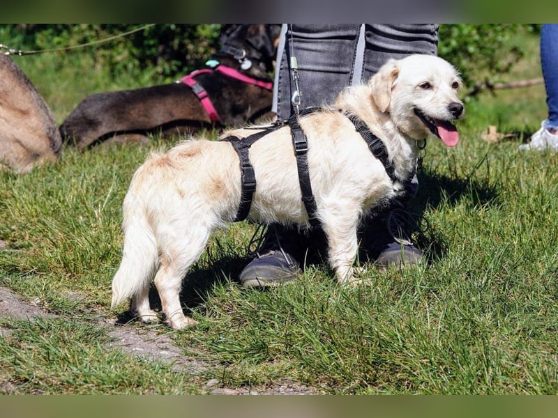 Babette, Mix Podengo / Terrier, lieb und verträglich