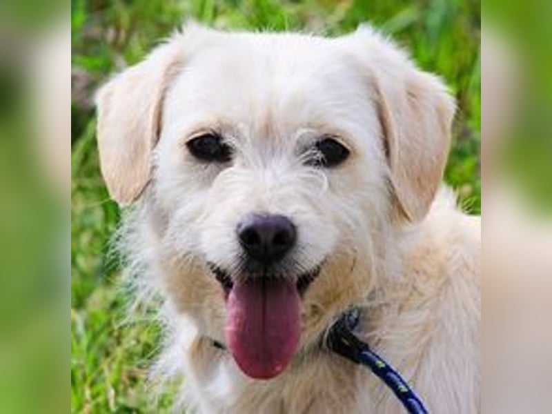 Babette, Mix Podengo / Terrier, lieb und verträglich