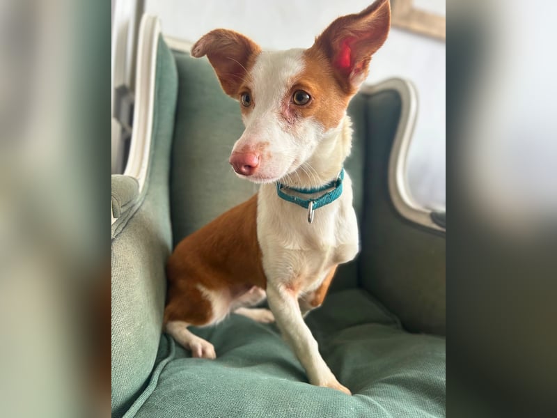 Sanfte Podenga Tilia wartet auf ihr Happy End!