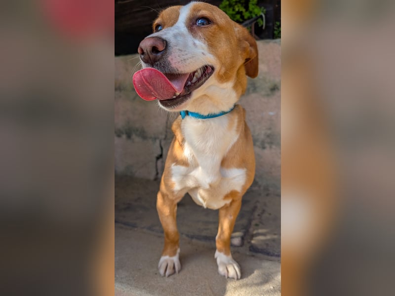 Aufgeschlossene Zari wartet in Portugal auf unserem Tierschutzhof!