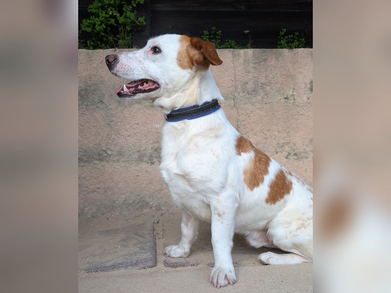 Aufgeschlossener Hugo wartet in Portugal auf unserem Tierschutzhof!