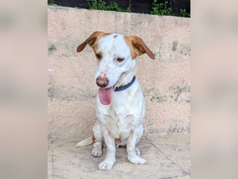 Aufgeschlossener Hugo wartet in Portugal auf unserem Tierschutzhof!