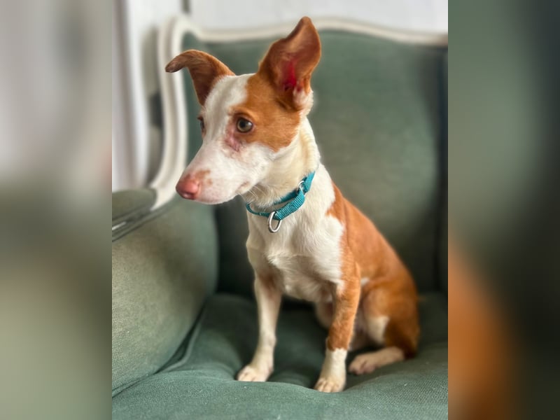 Sanfte Podenga Tilia wartet auf ihr Happy End!