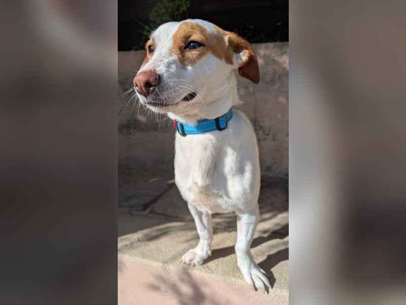 Aufgeschlossener Lucky wartet in Portugal auf unserem Tierschutzhof!