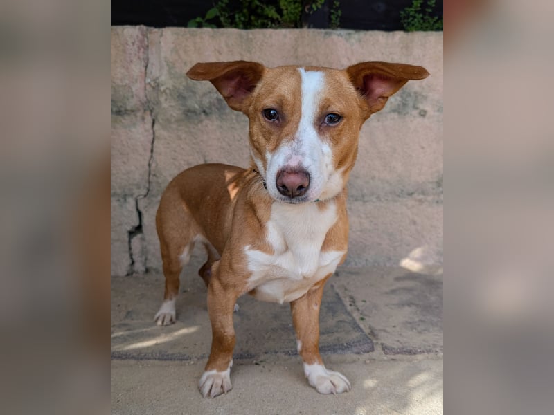 Aufgeschlossene Zari wartet in Portugal auf unserem Tierschutzhof!