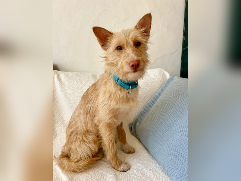 Sanfte Podenga Suki wartet in Portugal auf unserem Tierschutzhof