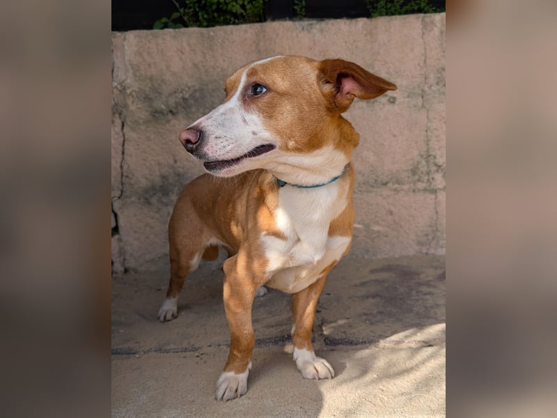 Aufgeschlossene Zari wartet in Portugal auf unserem Tierschutzhof!