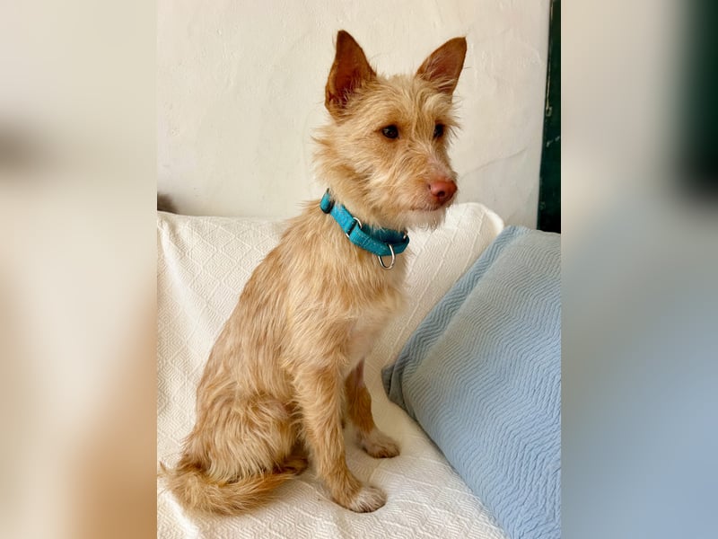 Sanfte Podenga Suki wartet in Portugal auf unserem Tierschutzhof