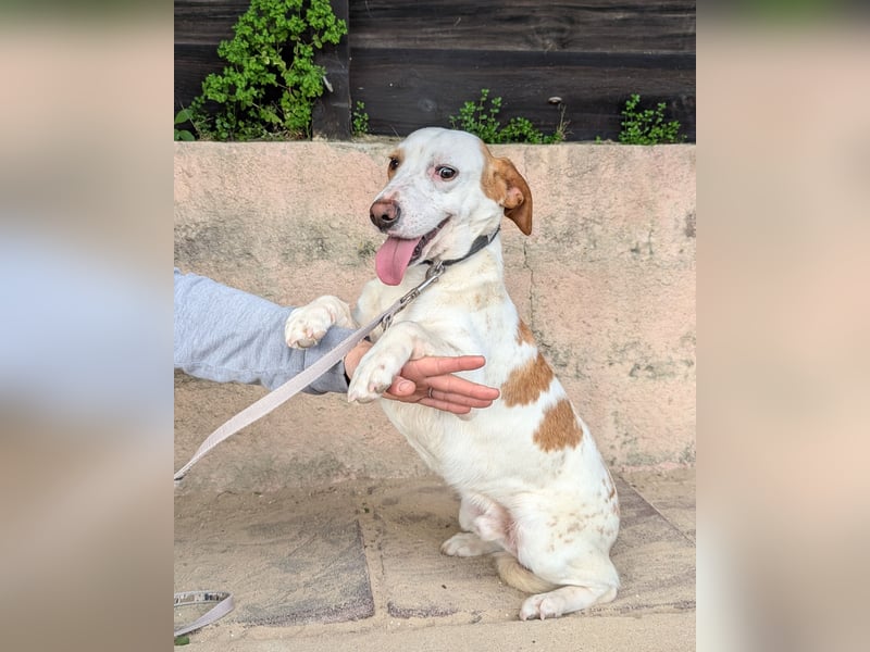 Aufgeschlossener Hugo wartet in Portugal auf unserem Tierschutzhof!