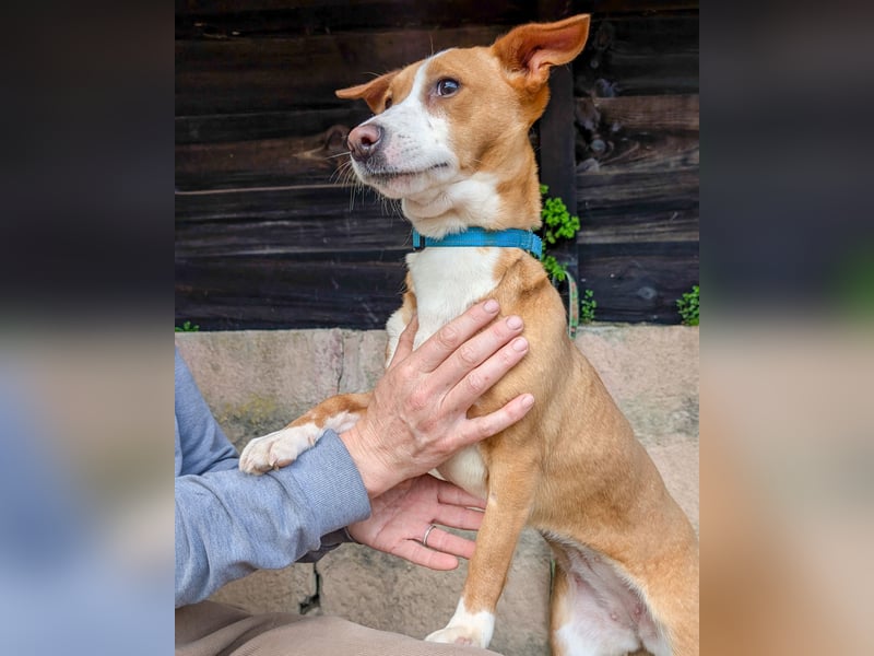 Aufgeschlossene Zari wartet in Portugal auf unserem Tierschutzhof!